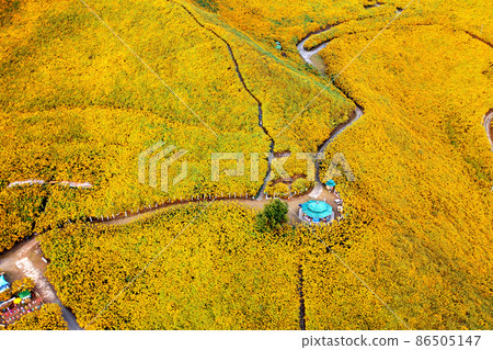 Tung Bua Tong Mexican sunflower field at Mae Hong Son Province in Thailand. Tung Bua Tong Mexican sunflower field at Mae Hong Son Province in Thailand. 86505147