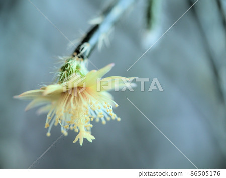 "Rhipsalis piroparka" 花特寫 86505176
