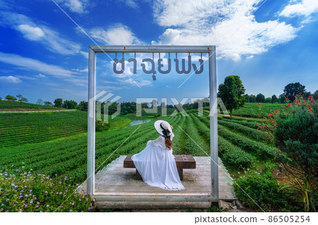 Tourist standing in tea plantation, Chiang Rai, Thailand. Translation: "choui fong tea". Tourist standing in tea plantation, Chiang Rai, Thailand. Translation: "choui fong tea". 86505254
