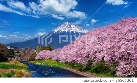 Fuji mountains and cherry blossoms in spring,Shizuoka in Japan. Fuji mountains and cherry blossoms in spring,Shizuoka in Japan. 86505301