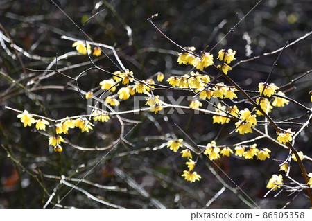 Wax plum in the park Wax plum in the park 86505358