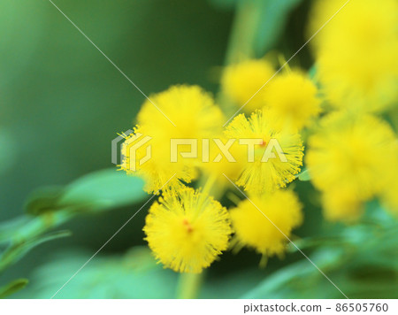 "Acacia Spectabilis" taken up "Acacia Spectabilis" taken up 86505760