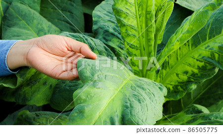Tobacco owner is inspecting growing of tobacco leaves by using hands in his tobacco plant in the afternoon. Soft and selective focus.Tobacco owner is inspecting growing of tobacco leaves by using ha Tobacco owner is inspecting growing of tobacco leaves by using hands in his tobacco plant in the afternoon. Soft and selective focus.Tobacco owner is inspecting growing of tobacco leaves by using ha 86505775