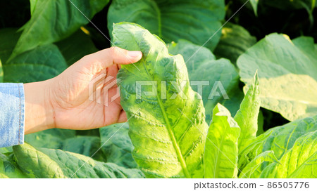 Tobacco owner is inspecting growing of tobacco leaves by using hands in his tobacco plant in the afternoon. Soft and selective focus.Tobacco owner is inspecting growing of tobacco leaves by using ha Tobacco owner is inspecting growing of tobacco leaves by using hands in his tobacco plant in the afternoon. Soft and selective focus.Tobacco owner is inspecting growing of tobacco leaves by using ha 86505776