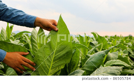 Tobacco owner is inspecting growing of tobacco leaves by using hands in his tobacco plant in the afternoon. Soft and selective focus.Tobacco owner is inspecting growing of tobacco leaves by using ha Tobacco owner is inspecting growing of tobacco leaves by using hands in his tobacco plant in the afternoon. Soft and selective focus.Tobacco owner is inspecting growing of tobacco leaves by using ha 86505784
