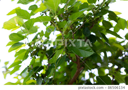 Mulberry tree Mulberry tree 86506134