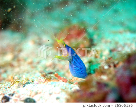從巢裡出來的絲帶鰻魚 86506186
