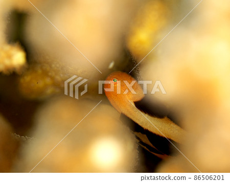 Panda Dharma goby seen through a coral gap Panda Dharma goby seen through a coral gap 86506201