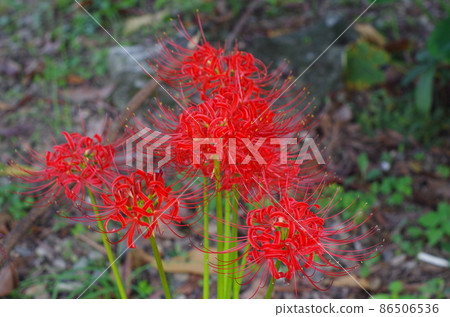群集孤挺花 群集孤挺花 86506536