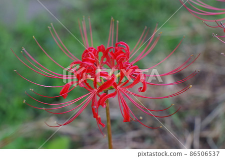群集孤挺花 群集孤挺花 86506537