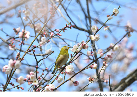 White-eye White-eye 86506609