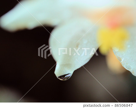 Begonia "escargot" flower taken in close-up 86506847