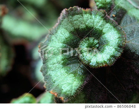 Begonia "escargot" 86506848