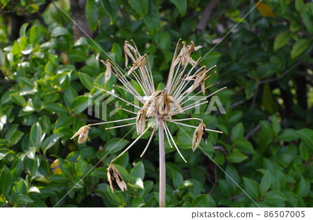 枯萎的agapanthus 枯萎的agapanthus 86507005