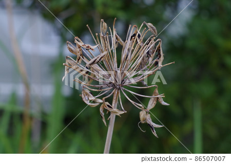 枯萎的agapanthus 枯萎的agapanthus 86507007