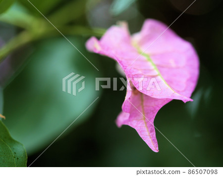 九重葛花 86507098