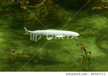 岐阜縣關市根道神社莫奈池中的白鯉 86507111