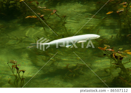 岐阜縣關市根道神社莫奈池中的白鯉 86507112