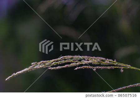 Tip of the ears 86507516