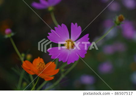 Fall cherry tree Fall cherry tree 86507517