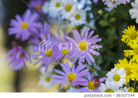 菊花 Kiku Kiku 花 Kiku 季節盛開的菊花 日本美女 菊花 Kiku Kiku 花 Kiku 季節盛開的菊花 日本美女 86507544