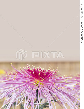 Chrysanthemum Kiku Kiku Flower Kiku Season Full Bloom Chrysanthemum Japanese Beauty Chrysanthemum Kiku Kiku Flower Kiku Season Full Bloom Chrysanthemum Japanese Beauty 86507554