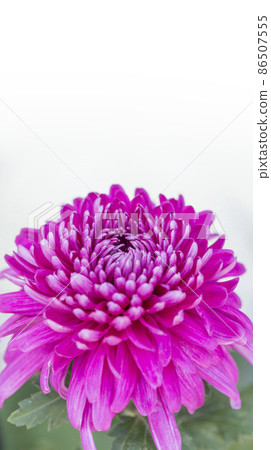 Chrysanthemum Kiku Kiku Flower Kiku Season Full Bloom Chrysanthemum Japanese Beauty Chrysanthemum Kiku Kiku Flower Kiku Season Full Bloom Chrysanthemum Japanese Beauty 86507555