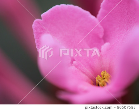 Lucria "Sweet Ruby" taken up Lucria "Sweet Ruby" taken up 86507585