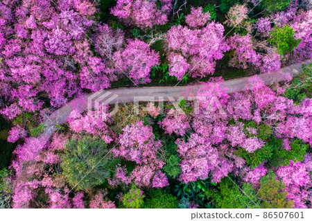 Aerial view of cherry blossom tree at Phu chi fa mountains in Chiang rai province, Thailand. Aerial view of cherry blossom tree at Phu chi fa mountains in Chiang rai province, Thailand. 86507601