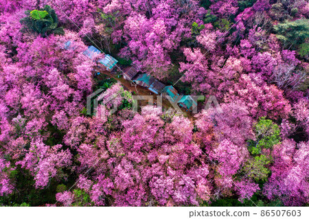 Aerial view of cherry blossom tree at Phu chi fa mountains in Chiang rai province, Thailand. Aerial view of cherry blossom tree at Phu chi fa mountains in Chiang rai province, Thailand. 86507603