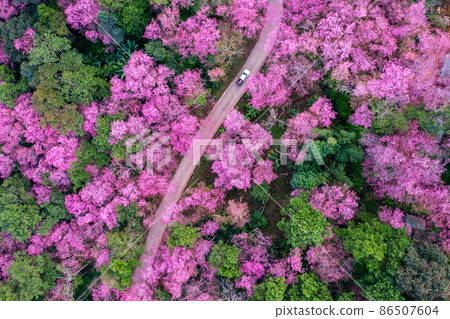 Aerial view of cherry blossom tree at Phu chi fa mountains in Chiang rai province, Thailand. Aerial view of cherry blossom tree at Phu chi fa mountains in Chiang rai province, Thailand. 86507604
