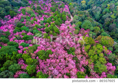 Aerial view of cherry blossom tree at Phu chi fa mountains in Chiang rai province, Thailand. Aerial view of cherry blossom tree at Phu chi fa mountains in Chiang rai province, Thailand. 86507605