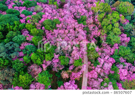 Aerial view of cherry blossom tree at Phu chi fa mountains in Chiang rai province, Thailand. Aerial view of cherry blossom tree at Phu chi fa mountains in Chiang rai province, Thailand. 86507607