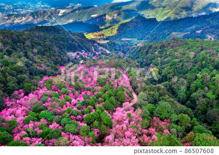 Aerial view of cherry blossom tree at Phu chi fa mountains in Chiang rai province, Thailand. Aerial view of cherry blossom tree at Phu chi fa mountains in Chiang rai province, Thailand. 86507608