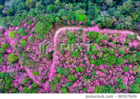 Aerial view of cherry blossom tree at Phu chi fa mountains in Chiang rai province, Thailand. Aerial view of cherry blossom tree at Phu chi fa mountains in Chiang rai province, Thailand. 86507609