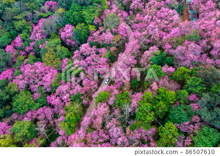 Aerial view of cherry blossom tree at Phu chi fa mountains in Chiang rai province, Thailand. Aerial view of cherry blossom tree at Phu chi fa mountains in Chiang rai province, Thailand. 86507610