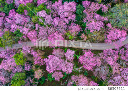 Aerial view of cherry blossom tree at Phu chi fa mountains in Chiang rai province, Thailand. Aerial view of cherry blossom tree at Phu chi fa mountains in Chiang rai province, Thailand. 86507611