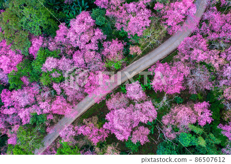 Aerial view of cherry blossom tree at Phu chi fa mountains in Chiang rai province, Thailand. Aerial view of cherry blossom tree at Phu chi fa mountains in Chiang rai province, Thailand. 86507612