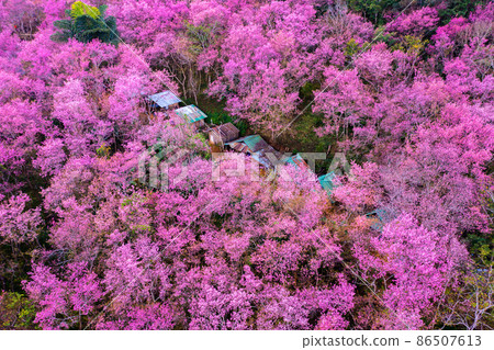 Aerial view of cherry blossom tree at Phu chi fa mountains in Chiang rai province, Thailand. Aerial view of cherry blossom tree at Phu chi fa mountains in Chiang rai province, Thailand. 86507613