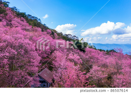 Aerial view of cherry blossom tree at Phu chi fa mountains in Chiang rai province, Thailand. Aerial view of cherry blossom tree at Phu chi fa mountains in Chiang rai province, Thailand. 86507614