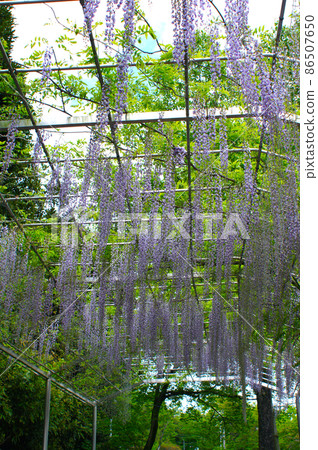 Ashikaga Wisteria Ashikaga Wisteria 86507650