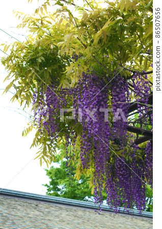 Ashikaga Wisteria Ashikaga Wisteria 86507656