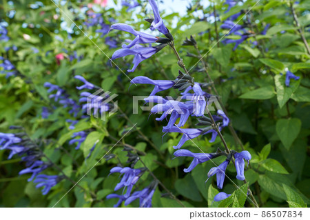 Salvia sage with blue and uniquely shaped petals 86507834
