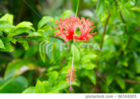 Red flowers in tropical country Red flowers in tropical country 86508005