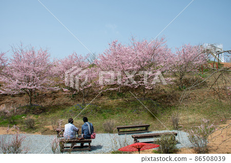 世羅高原農場櫻花節 Seseragi no Tani 世羅高原農場櫻花節 Seseragi no Tani 86508039