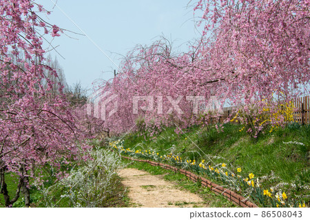 Sera Kogen Farm Sakura Festival The weeping cherry blossom promenade is just a flower shower Sera Kogen Farm Sakura Festival The weeping cherry blossom promenade is just a flower shower 86508043
