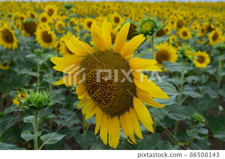 Sunflower field of woman Sunflower field of woman 86508143
