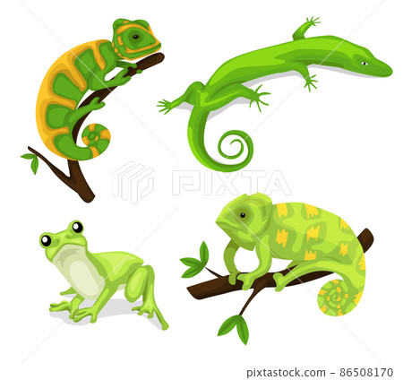 Reptiles and amphibians. Cartoon frog, chameleon, crocodile, lizard and turtle, wildlife animals. Cartoon exotic amphibian and reptiles Reptiles and amphibians. Cartoon frog, chameleon, crocodile, lizard and turtle, wildlife animals. Cartoon exotic amphibian and reptiles 86508170