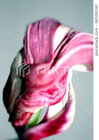 Tulip 86508240