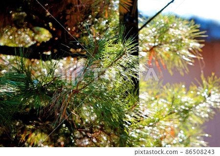 Pine 86508243